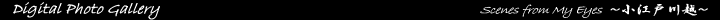 Digital Photo Gallery