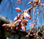 彼岸桜・しだれ桜