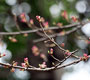 木蓮・寒緋桜・彼岸桜