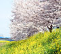 桜のある風景