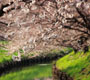 市内の桜の名所