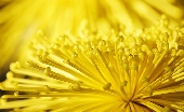 大輪の菊（黄色）
