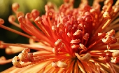 大輪の菊（オレンジ色）