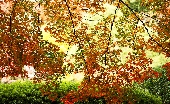 FƂǂ̍gt