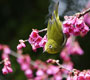 フォトアルバム「メジロと寒緋桜」