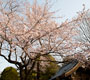 フォトアルバム「桜の季節到来」