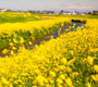 フォトアルバム「菜の花の咲く風景」