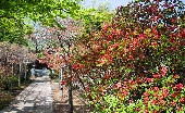ツツジの咲く風景