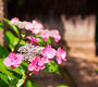 紫陽花の咲く風景