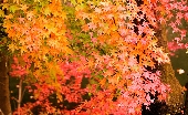 _MG_4652g.jpg