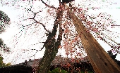 _MG_3085g.jpg