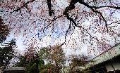 _MG_2359g.jpg