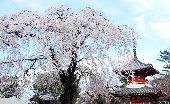 _MG_3990g.jpg