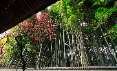 _MG_1681g.jpg