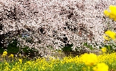 _MG_6207g.jpg