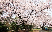 _MG_6236g.jpg