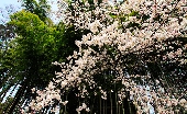 _MG_6248g.jpg