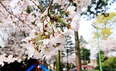 _MG_6108g.jpg
