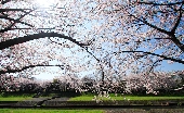 _MG_6803g.jpg