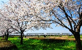 _MG_6863g.jpg