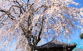 _MG_6837g.jpg
