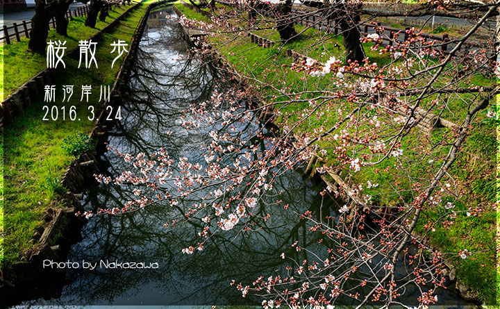 桜散歩