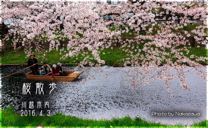 桜散歩