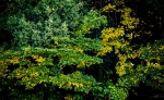 _54A7883g.jpg