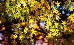_54A8986g.jpg