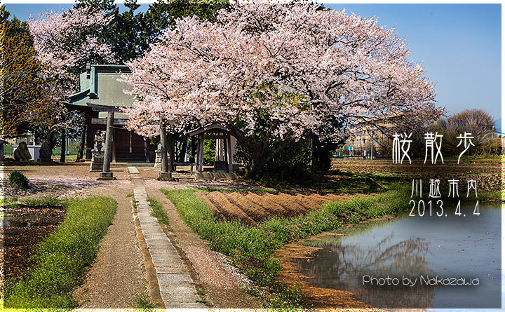 桜散歩