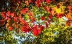 _MG_3461g.jpg