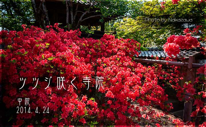 ツツジ咲く寺院